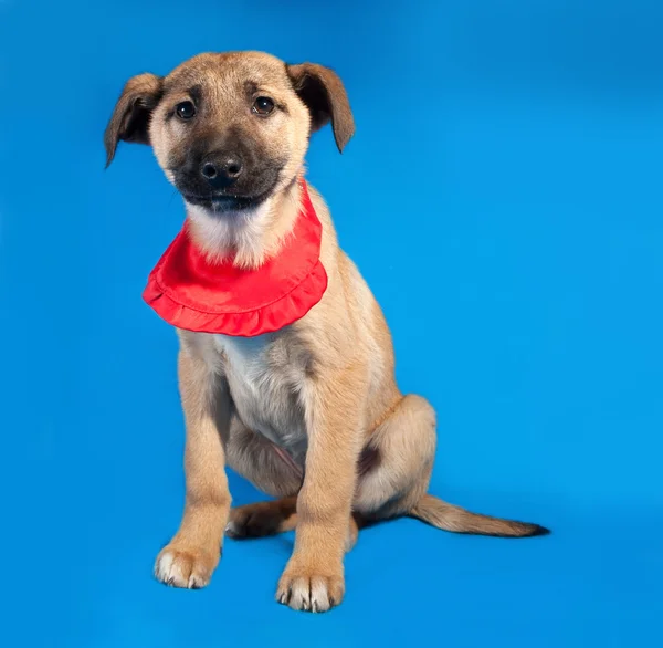 Filhote de cachorro amarelo fino em bandanna vermelho sentado no azul — Fotografia de Stock