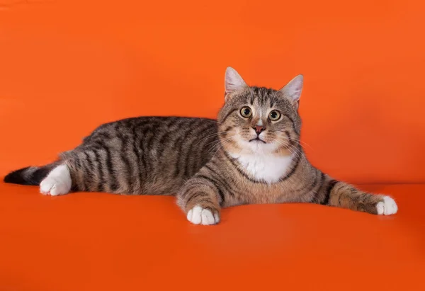 Tabby en witte kat liggend op oranje — Stockfoto