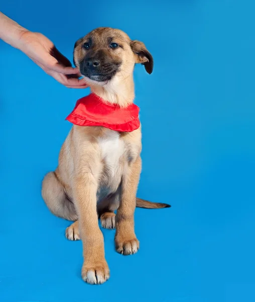 Delgado cachorro amarillo en bandanna rojo sentado en azul —  Fotos de Stock