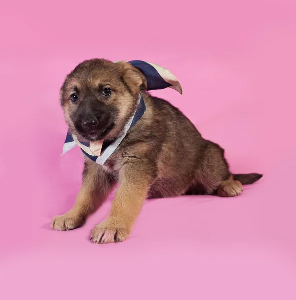 Brown puppy in blue bandanna sitting on pink — Stock Photo, Image