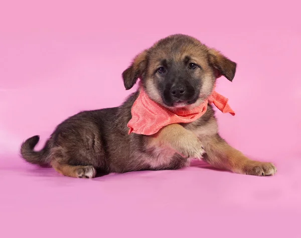 Brown puppy in orange bandanna lying on pink — Stock Photo, Image