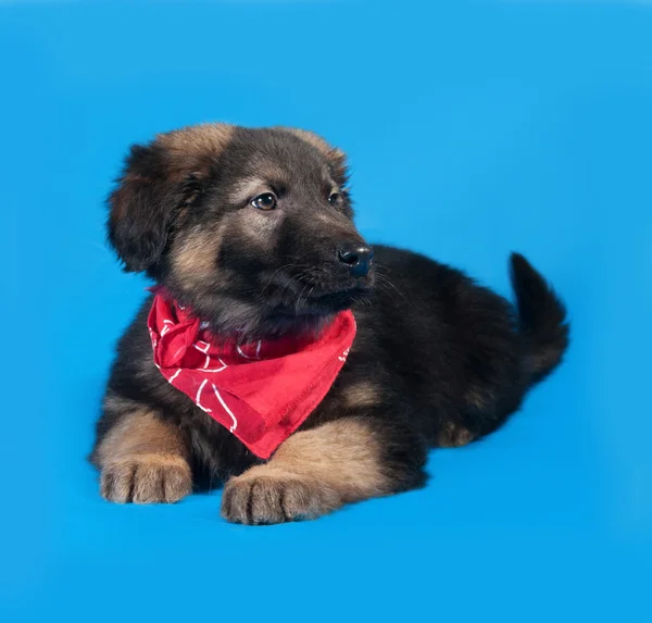 Black and red shaggy puppy in red bandanna lies on blue — Stock Photo, Image