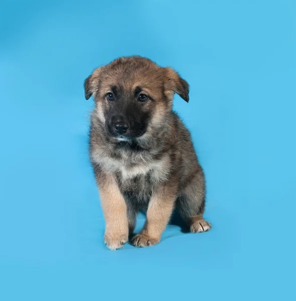 Brown puppy sitting on blue — Stock Photo, Image