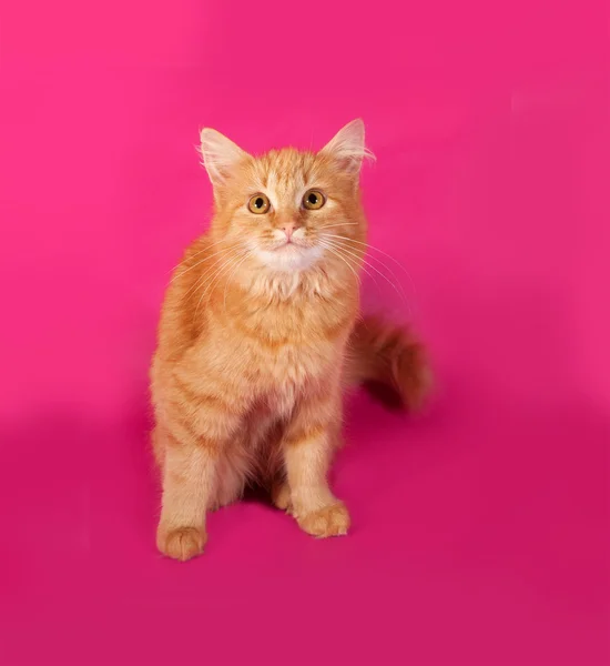 Red fluffy kitten sitting on pink — Stock Photo, Image