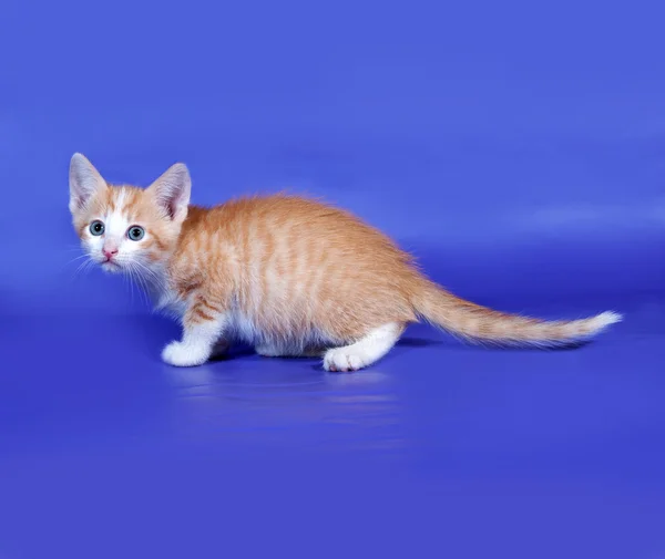 Rojo y blanco gato sneaks hasta en azul —  Fotos de Stock