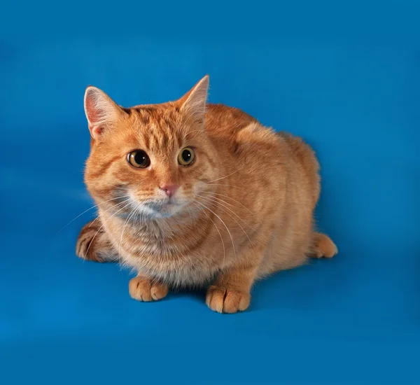 Ginger tabby gatto sdraiato sul blu — Foto Stock