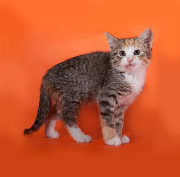 Tricolor randig kattunge stående på orange — Stockfoto