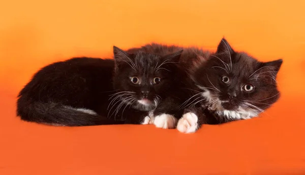 Two fluffy black kitten lying on orange — Stock Photo, Image