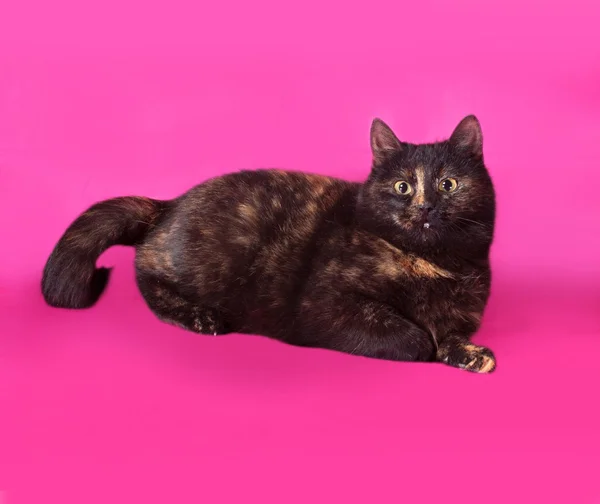 Kucing hitam dan merah berbaring di merah muda — Stok Foto
