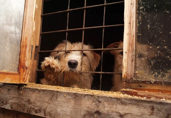 Red shaggy dog looks out from behind window bars — Stock Photo, Image