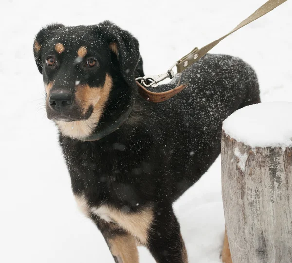 Cão preto com manchas vermelhas em pé na neve — Fotografia de Stock