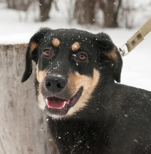 Cão preto com manchas vermelhas em pé na neve — Fotografia de Stock