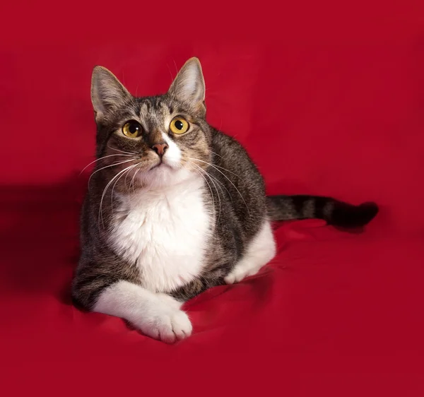 Striped en witte kat liggend op rood — Stockfoto