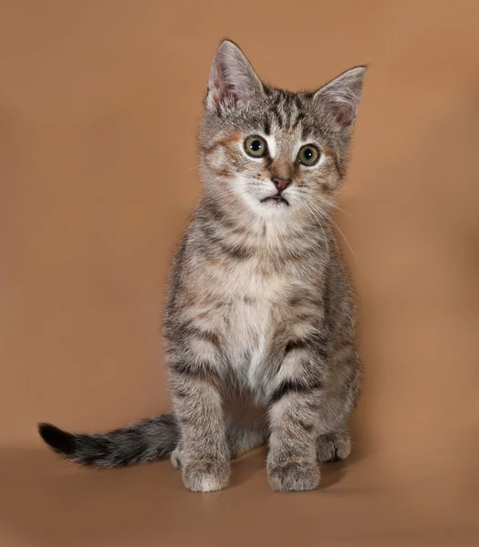 Трехцветный котенок сидит на коричневом — стоковое фото