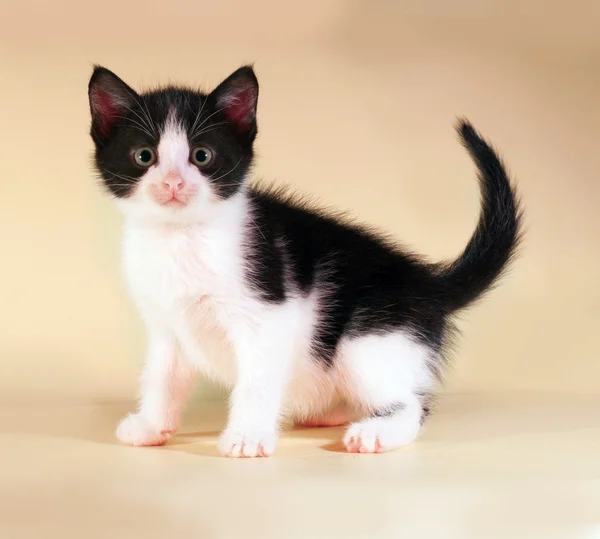Черно-белый котёнок сидит на жёлтом — стоковое фото