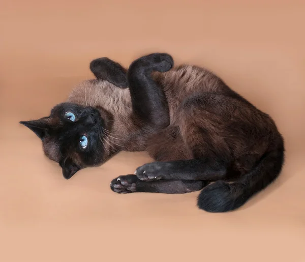 茶色の上に横たわる青い目を持つタイの猫 — ストック写真
