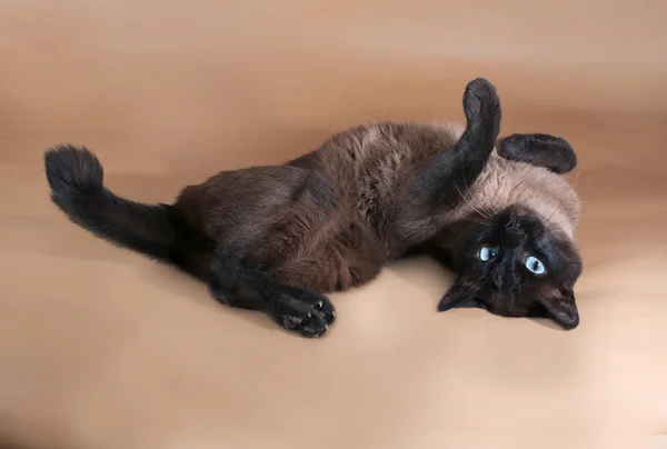 Tailandés gato con azul ojos acostado en marrón —  Fotos de Stock