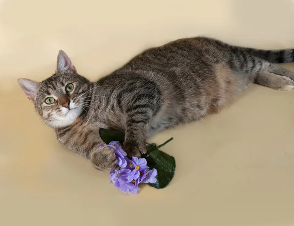 Tabby cat with bouquet of purple flowers lying  on yellow — Stock Photo, Image