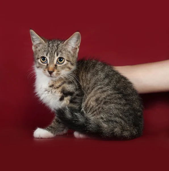 Gestreept bange kitten zit op Bourgondië — Stockfoto