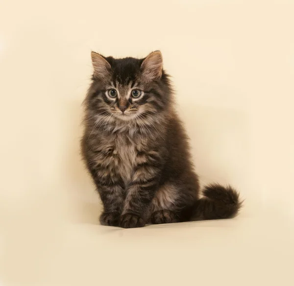 Fluffy small striped kitten sitting on yellow — Stock Photo, Image