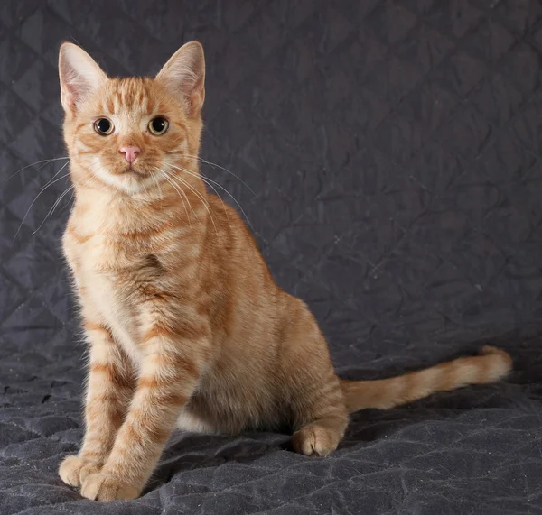 キルトのベッドカバーの上に座ってジンジャー子猫 — ストック写真