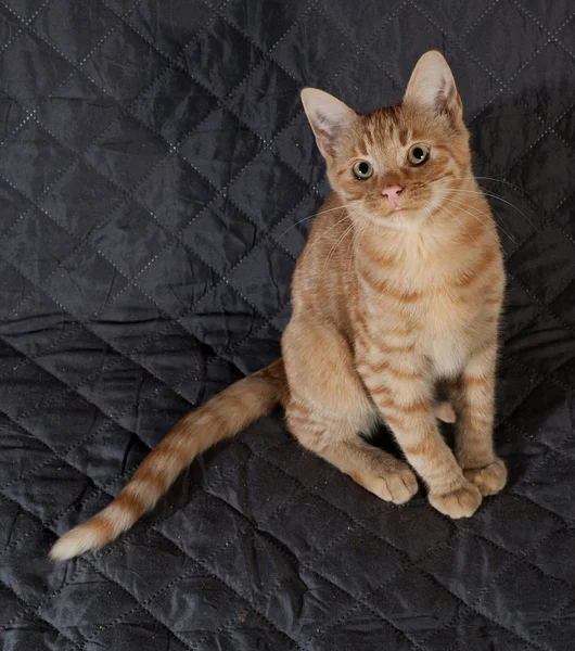 Ginger kitten sitting on quilted bedspread — Stock Photo, Image