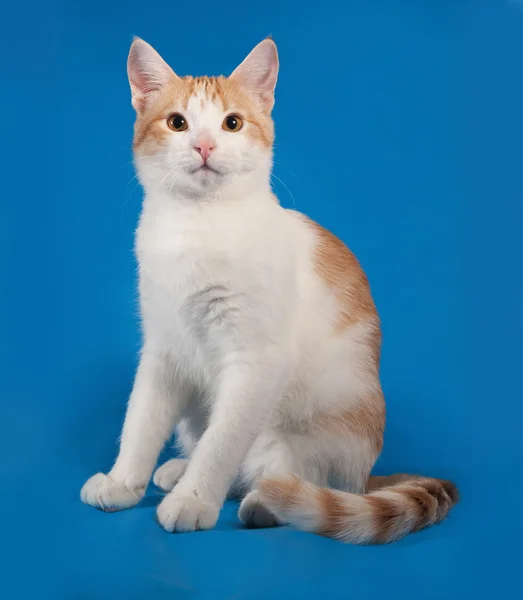 Gatito blanco y rojo sentado en azul —  Fotos de Stock