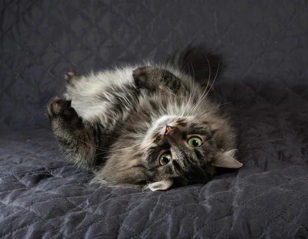 Fluffy Siberian tabby cat lying on quilt — Stock Photo, Image