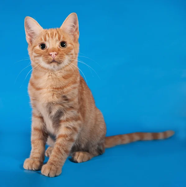 Gatinho de gengibre sentado no azul — Fotografia de Stock