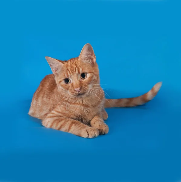 Imbir kociak leżącego na niebiesko — Zdjęcie stockowe