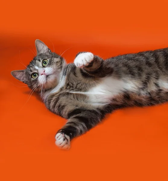 Weiß und gestreift gefleckte Katze liegt auf orange — Stockfoto