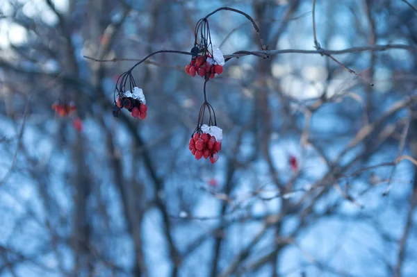 Bagas rowan vermelhas cobertas de neve — Fotografia de Stock