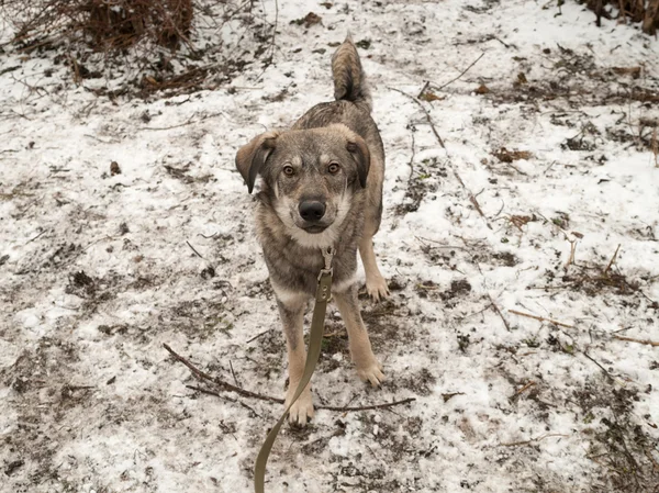 Gray dog standing on snow — Stock Photo, Image