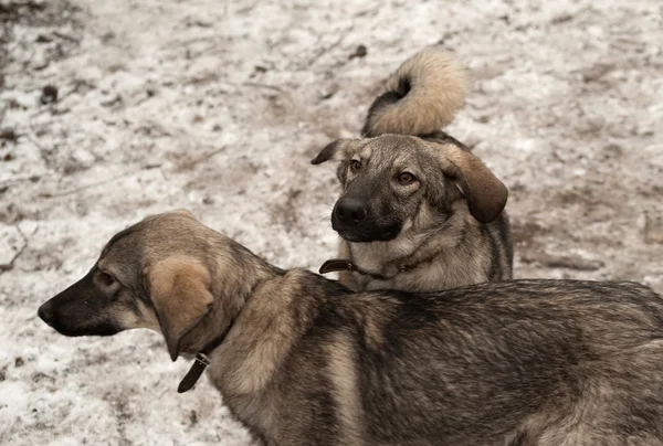 Две серые собаки стоят на снегу — стоковое фото