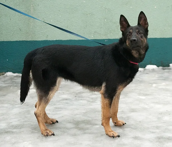 Chien noir et rouge debout sur la neige — Photo