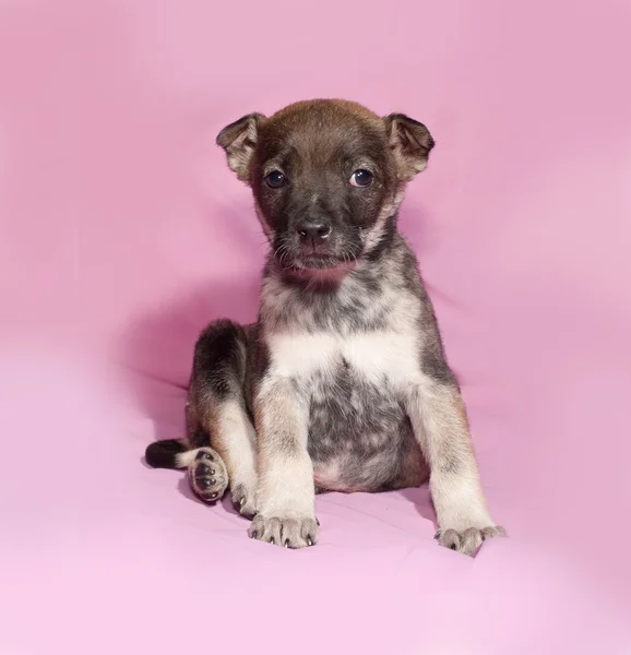 Cachorro marrón y blanco sentado en rosa — Foto de Stock