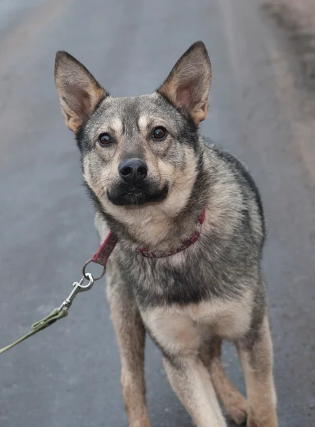 Gray dog stands on asphalt — Stock Photo, Image