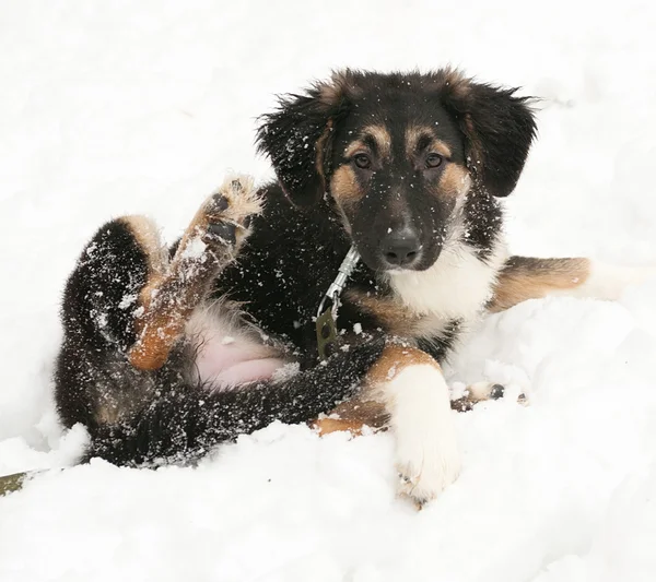 Black and red dog lying on snow — Stock Photo, Image