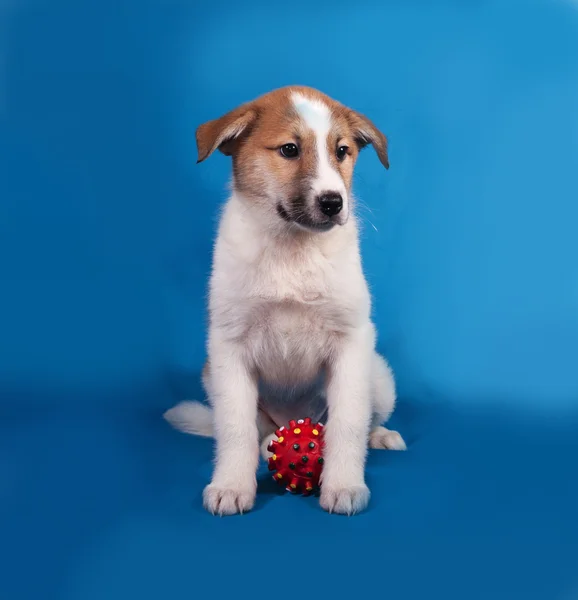 Filhote de cachorro vermelho e branco sentado no azul com bola vermelha — Fotografia de Stock