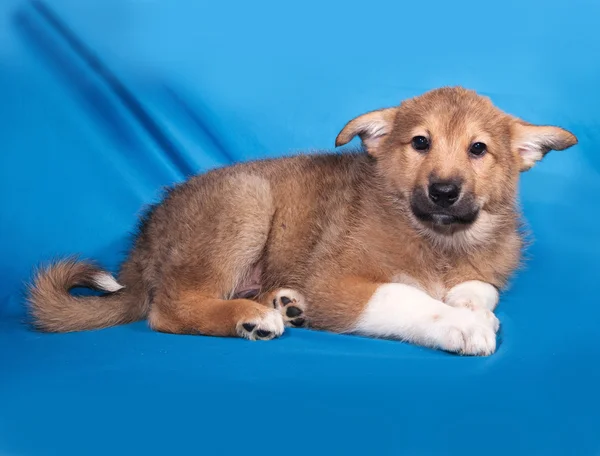 Cachorro rojo y blanco acostado sobre azul — Foto de Stock