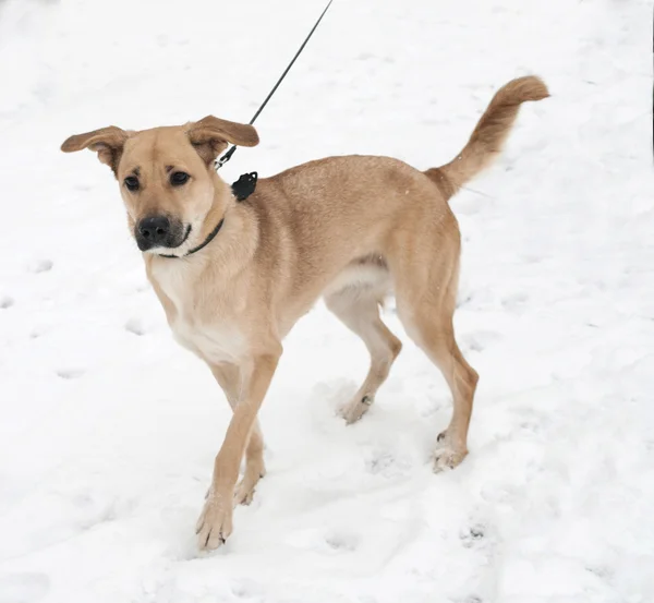 Sárga kutya fog a hó — Stock Fotó