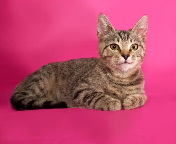 Gestreiftes Kätzchen liegt auf rosa — Stockfoto