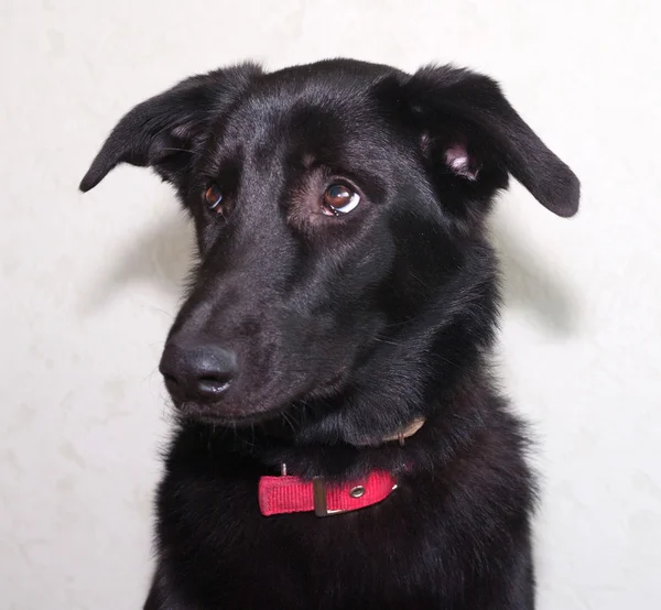 Black dog in red collar — Stock Photo, Image