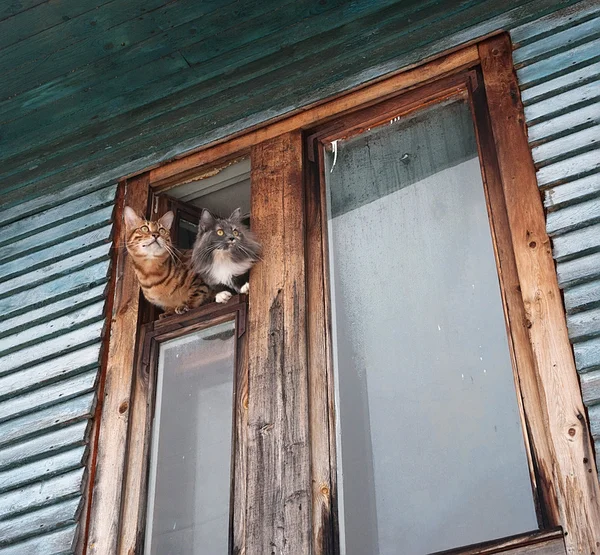 Dos gatos se inclinaron por la ventana — Foto de Stock