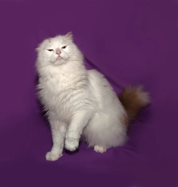 White fluffy cat with ginger tail standing on lilac — Stock Photo, Image