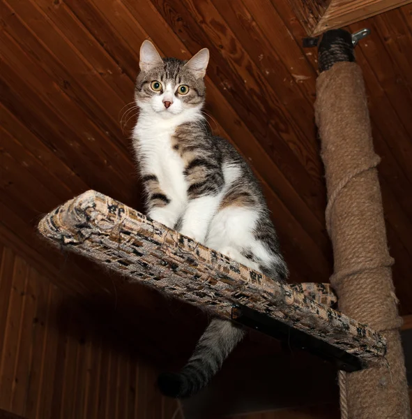 Striped en witte kleine kitten zittend op krassen berichten — Stockfoto