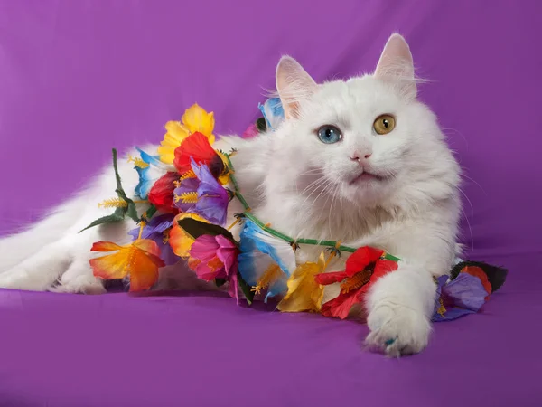 White cat with blue and yellow eyes lying on purple with garland — Stock Photo, Image