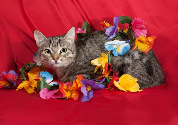 Randig katt ligger med krans av blommor på rött — Stockfoto