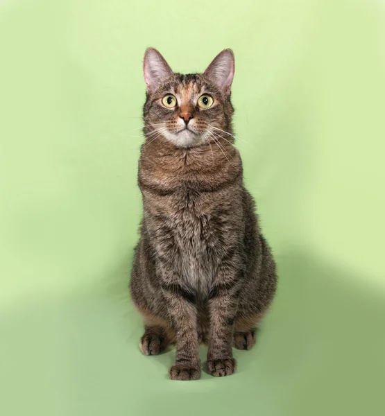 Mourovatá kočka sedí na zelené — Stock fotografie