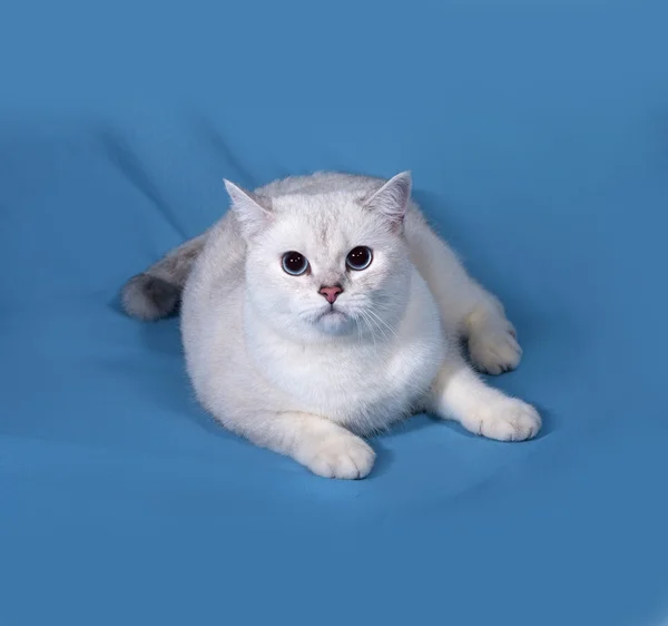 Vit katt Scottish Straight ligger på blå — Stockfoto
